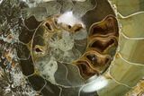 Wide Polished Fossil Ammonite Dish - Madagascar #137403-1
